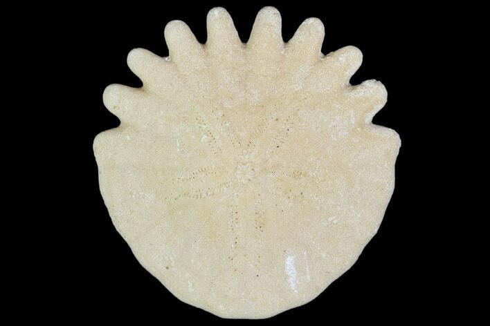 Fossil Sand Dollar (Heliophora) - Boujdour Province, Morocco #106747